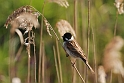 Reed bunting